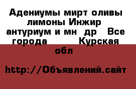 Адениумы,мирт,оливы,лимоны,Инжир, антуриум и мн .др - Все города  »    . Курская обл.